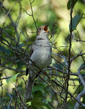 Cuban Solitaire - Hal and Kirsten Snyder