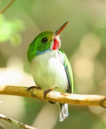 Cuban Tody - Hal and Kirsten Snyder