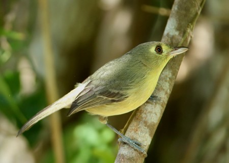 Cuban Vireo - Hal and Kirsten Snyder