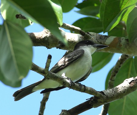 Giant Kingbird - Hal and Kirsten Snyder