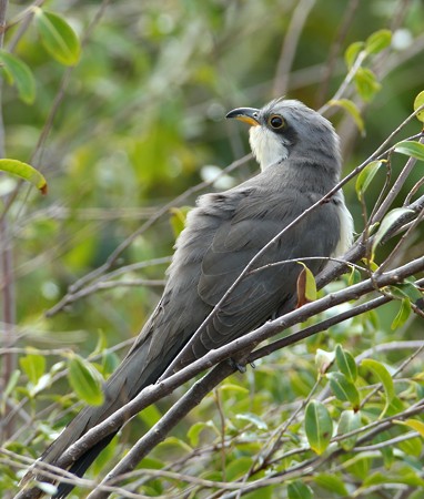 Mangrove Cuckoo - Hal and Kirsten Snyder