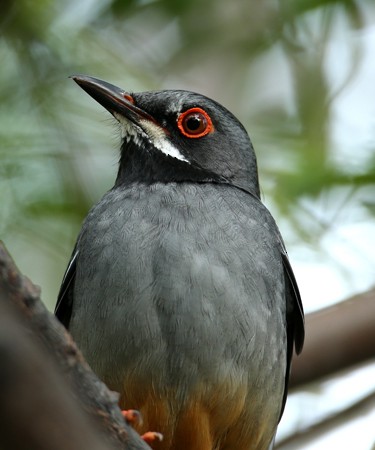 Red-legged Thrush (Cuban) - Hal and Kirsten Snyder