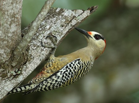 West Indian Woodpecker - ML204314271