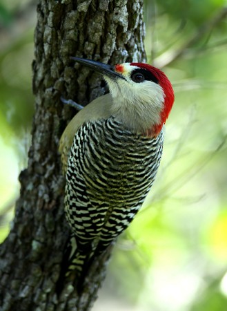 West Indian Woodpecker - Hal and Kirsten Snyder