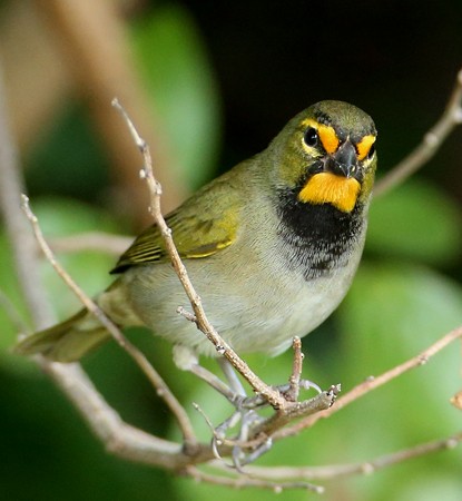 Yellow-faced Grassquit - Hal and Kirsten Snyder