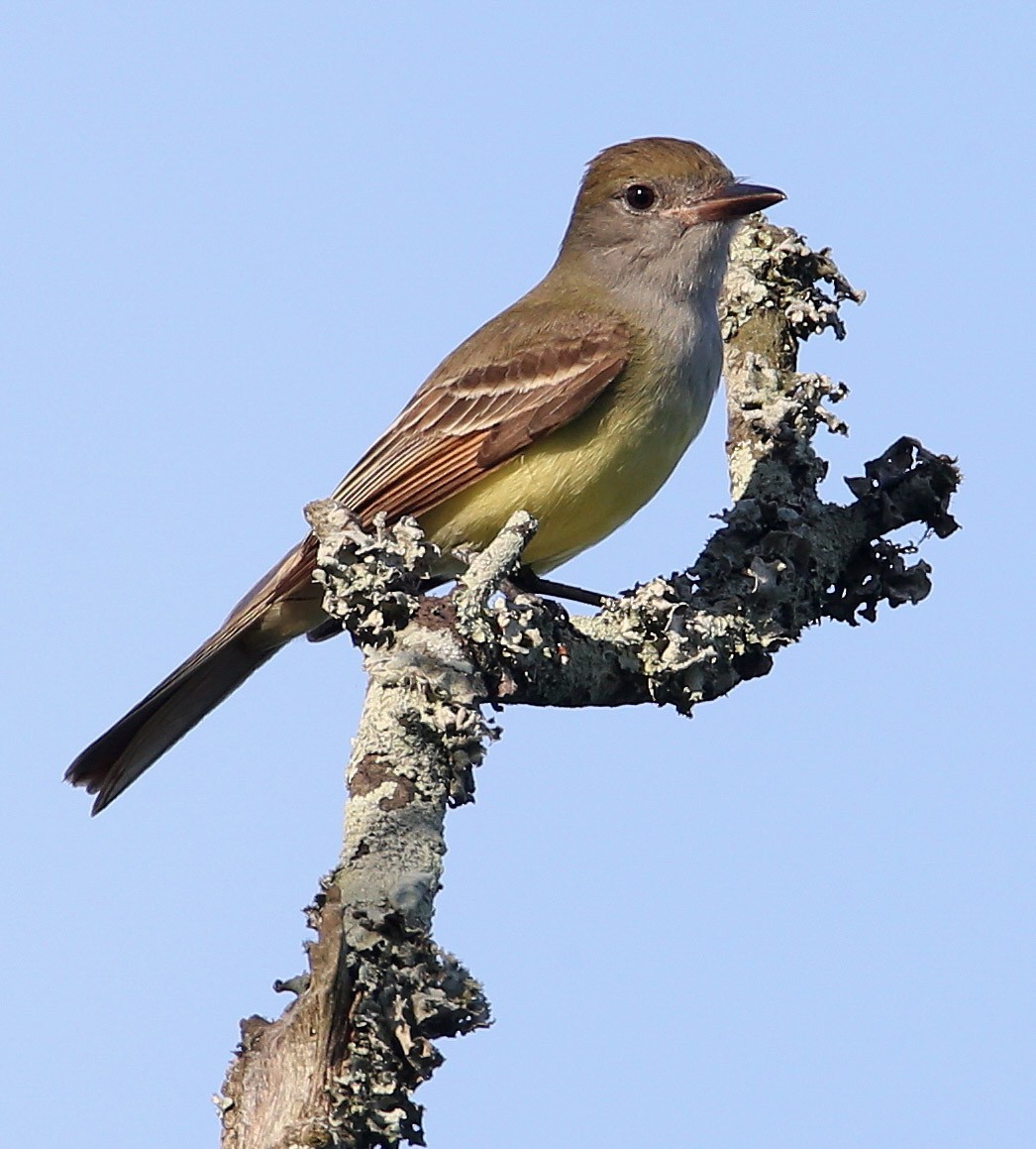 Great Crested Flycatcher - Hal and Kirsten Snyder