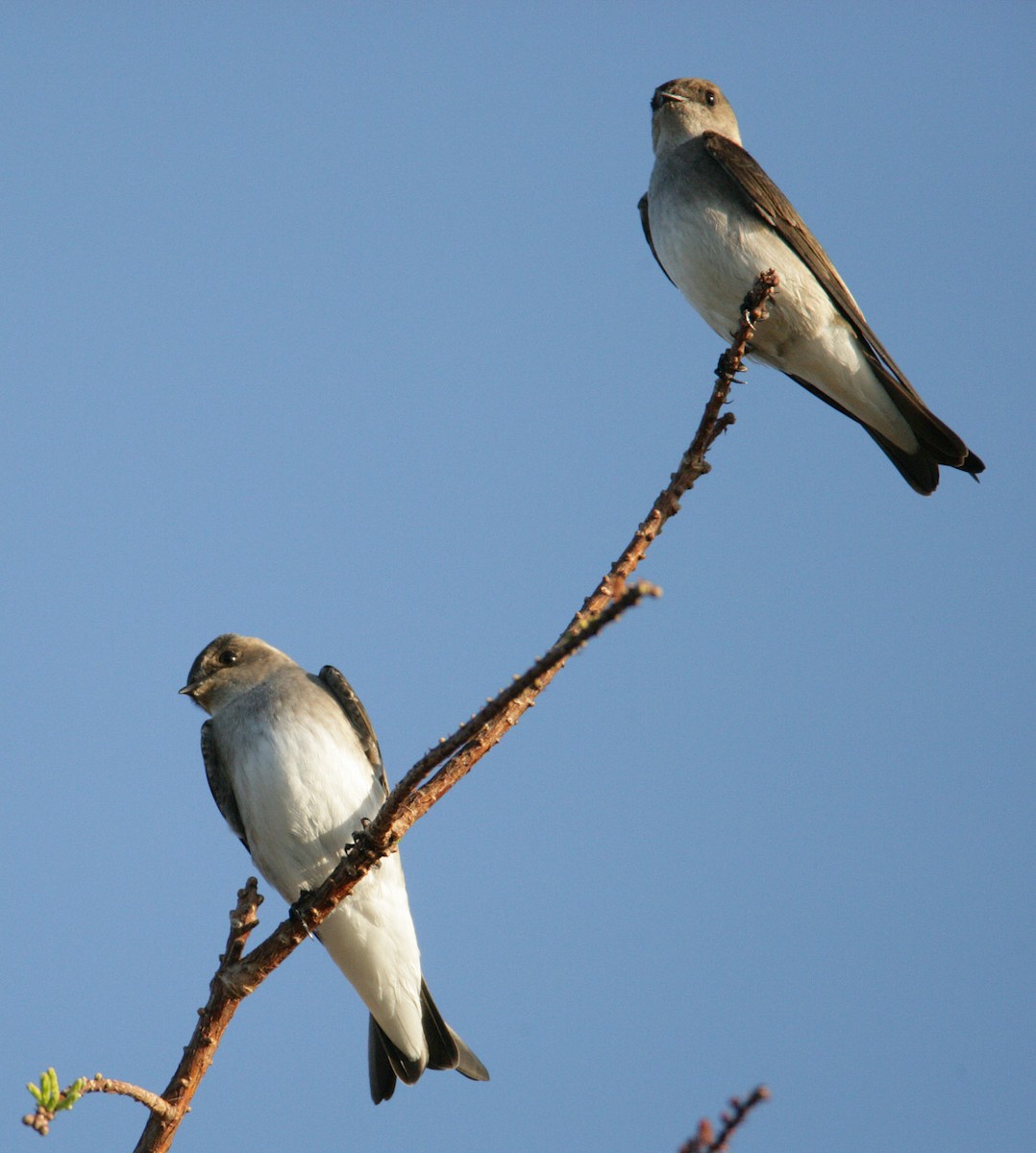 Northern Rough-winged Swallow (Northern) - Hal and Kirsten Snyder