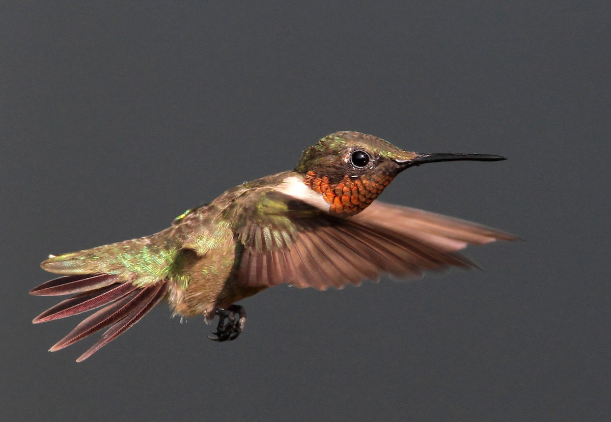 Ruby-throated Hummingbird - Hal and Kirsten Snyder