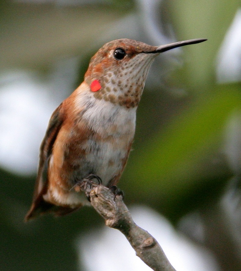 Rufous Hummingbird - Hal and Kirsten Snyder