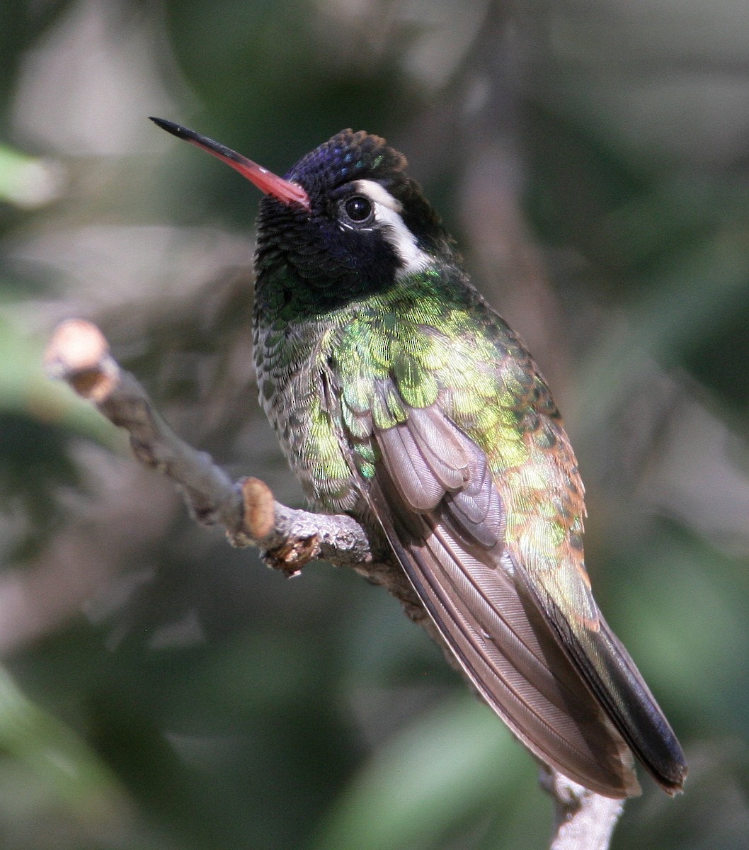 White-eared Hummingbird - Hal and Kirsten Snyder