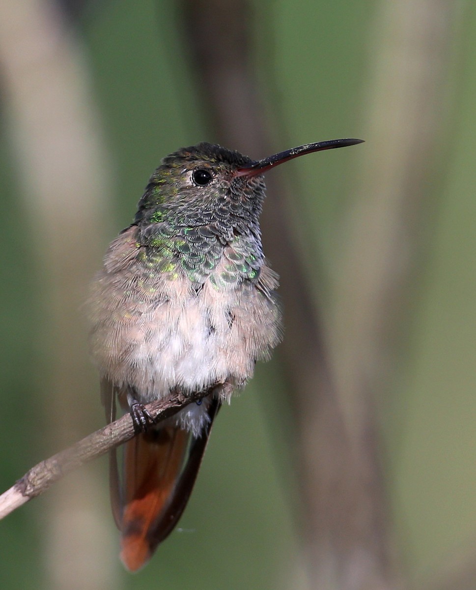 Buff-bellied Hummingbird - Hal and Kirsten Snyder