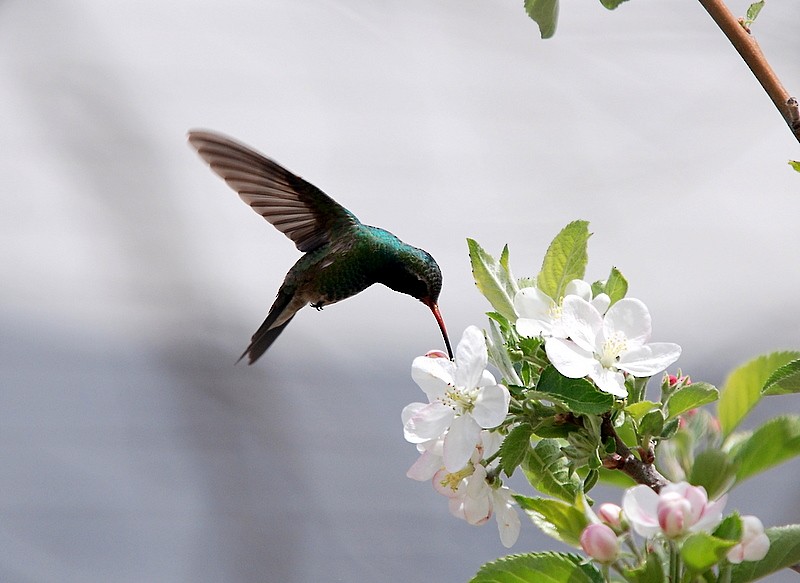 Broad-billed Hummingbird - Tadeusz Stawarczyk
