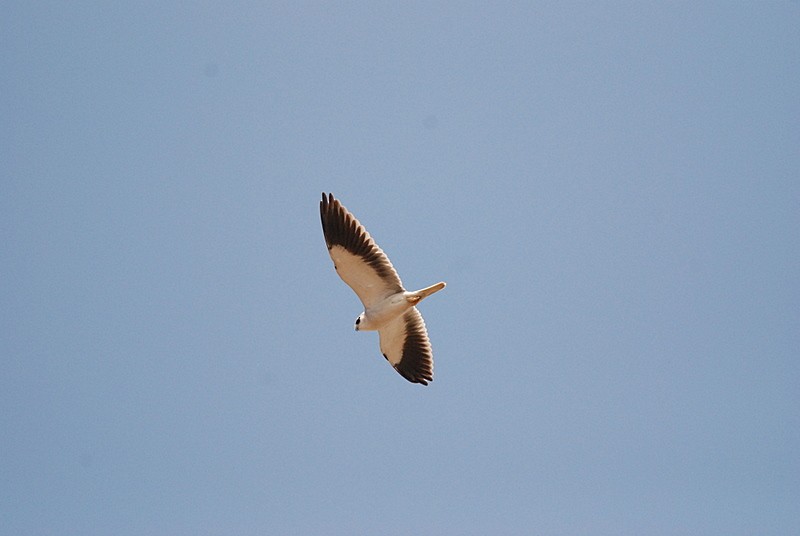 Black-winged Kite (Asian) - ML204315241