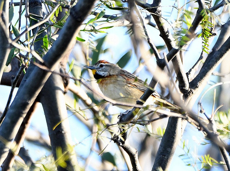 Chotoy Spinetail - ML204315421