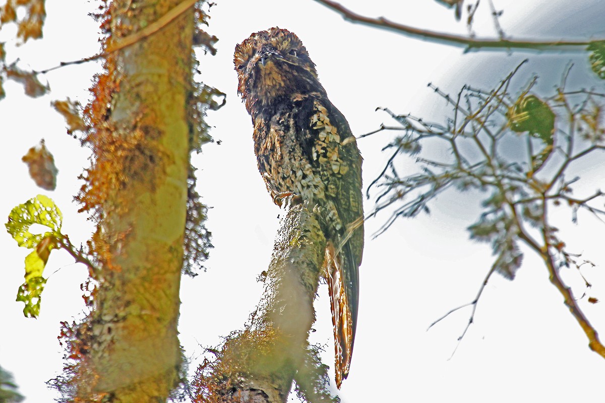 Andean Potoo - Greg  Griffith