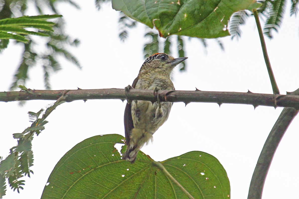Fine-barred Piculet - ML204315561