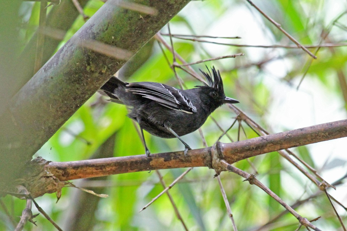 White-lined Antbird - ML204315591