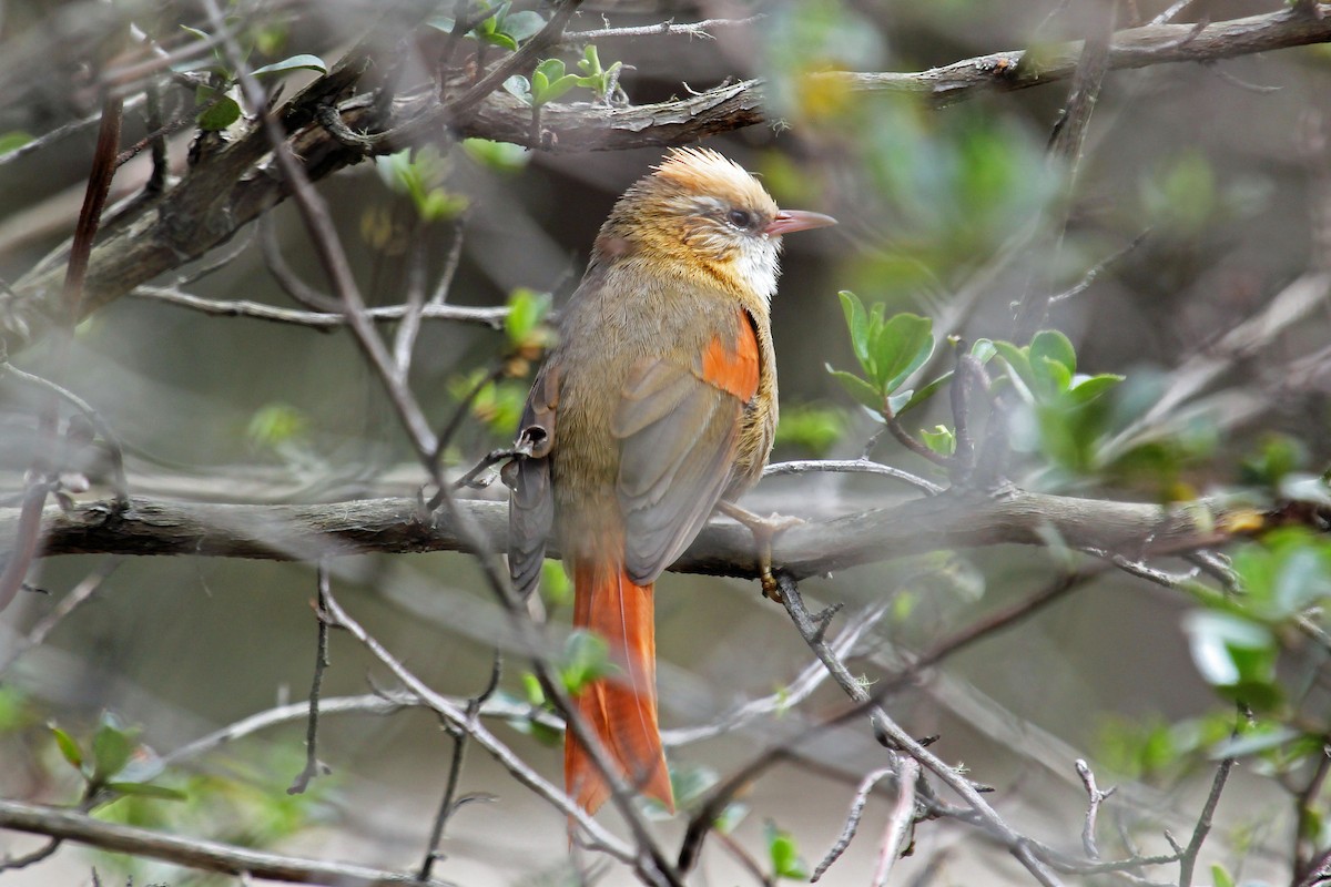 Creamy-crested Spinetail - Greg  Griffith