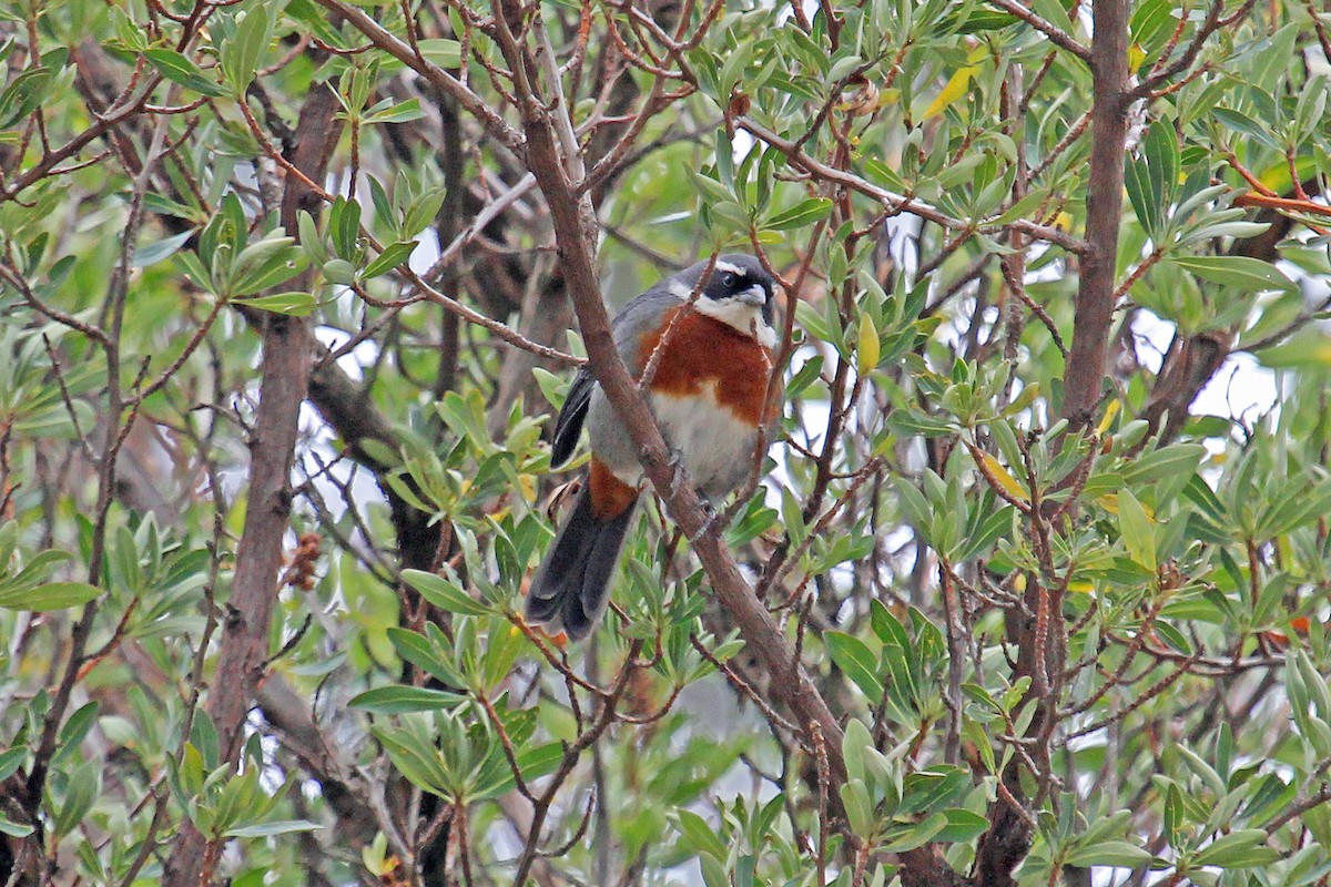 Chestnut-breasted Mountain Finch - Greg  Griffith
