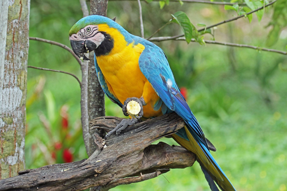 Blue-and-yellow Macaw - Greg  Griffith