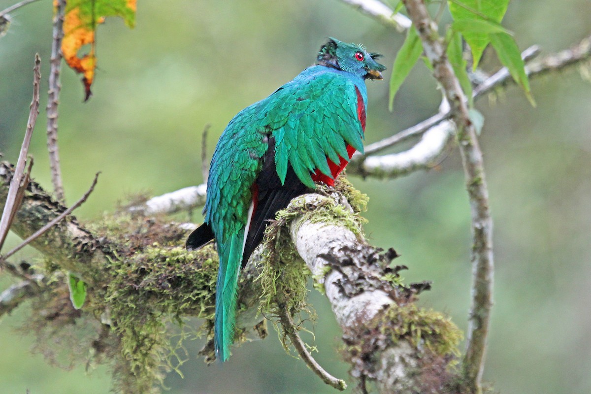Crested Quetzal - ML204315691