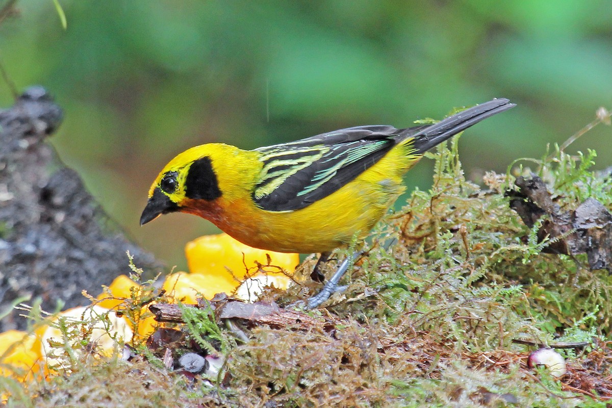 Golden Tanager (pulchra Group) - Greg  Griffith