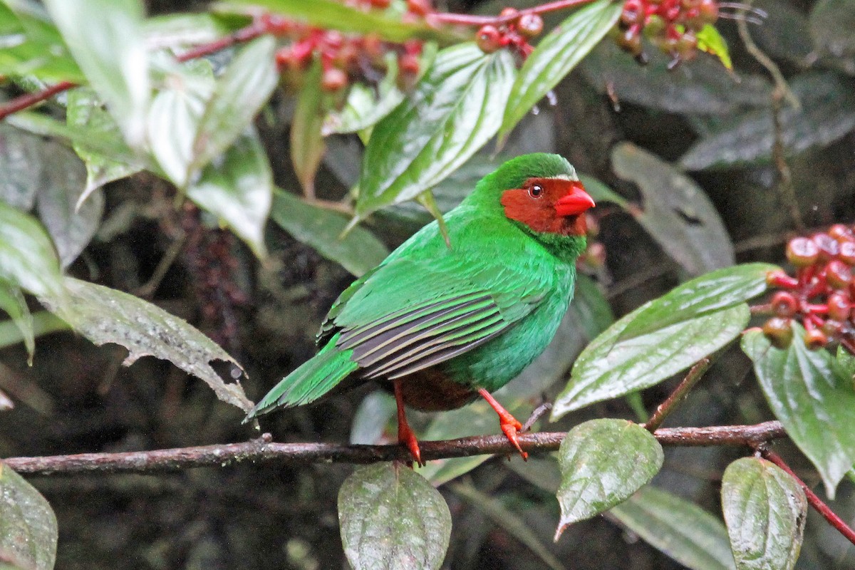 Grass-green Tanager - Greg  Griffith