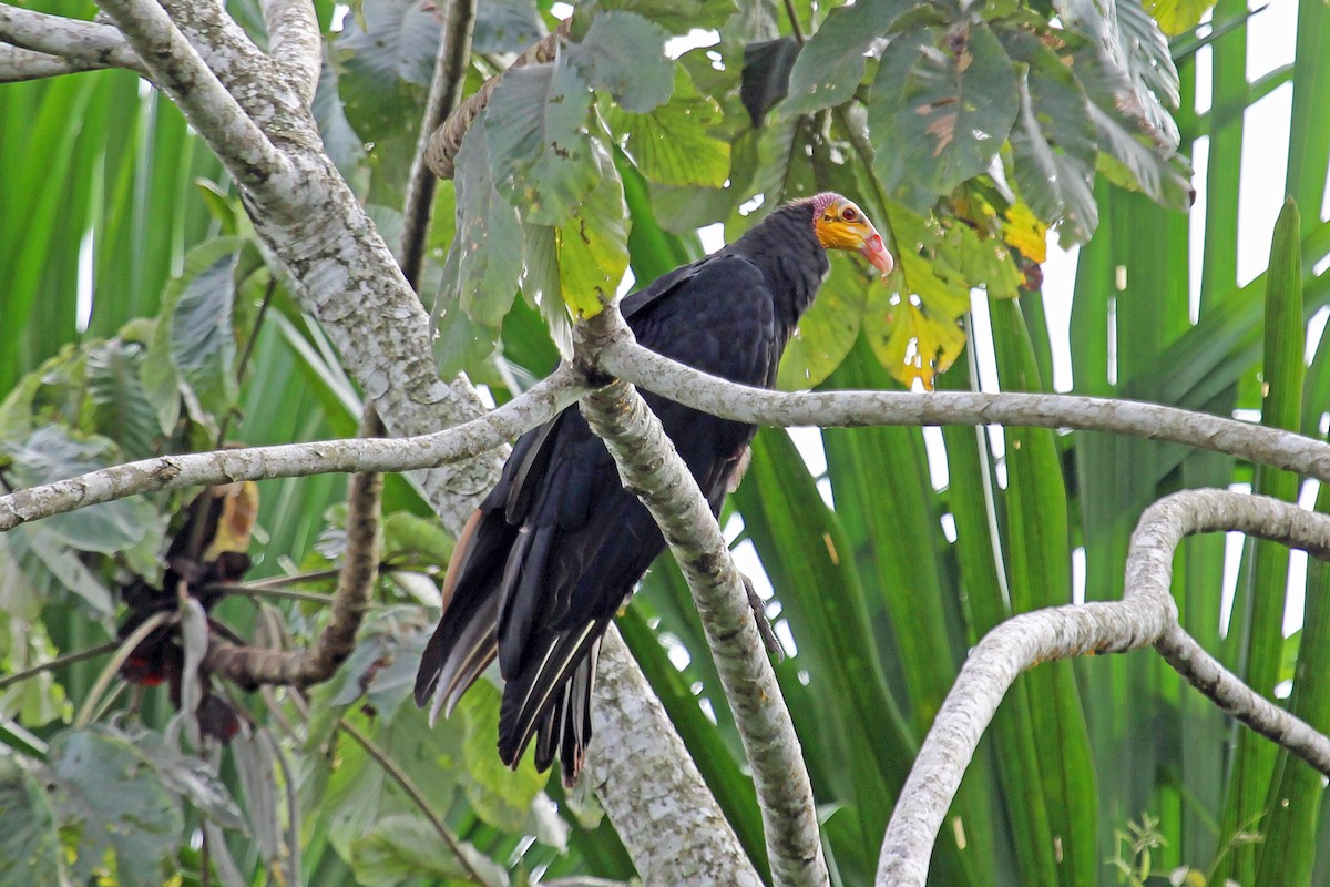 Greater Yellow-headed Vulture - Greg  Griffith