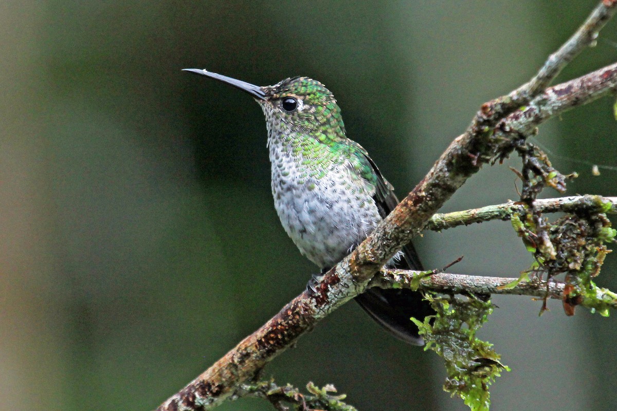 Many-spotted Hummingbird - Greg  Griffith