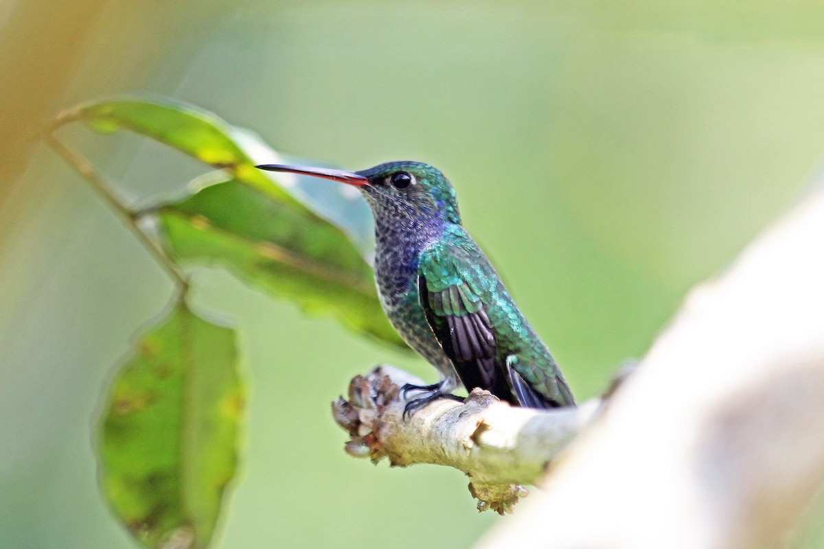 Sapphire-spangled Emerald (Spot-vented) - Greg  Griffith