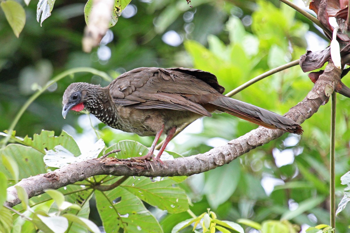 Speckled Chachalaca (Speckled) - Greg  Griffith