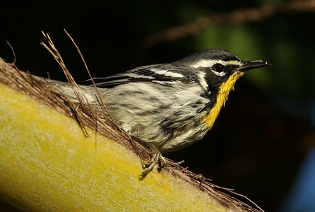 Yellow-throated Warbler - Hal and Kirsten Snyder