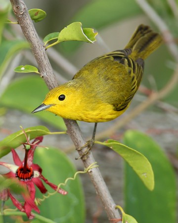 Yellow Warbler - Hal and Kirsten Snyder