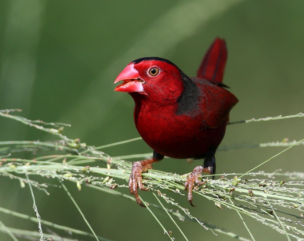 Crimson Finch (Black-bellied) - ML204316101