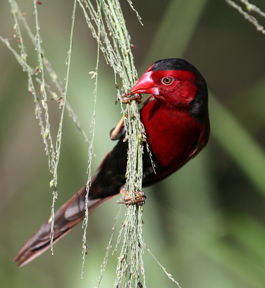 Crimson Finch (Black-bellied) - ML204316111