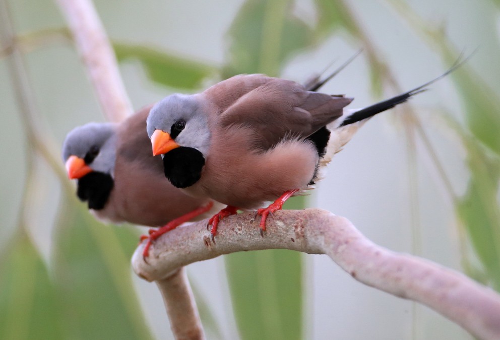 Long-tailed Finch - Hal and Kirsten Snyder