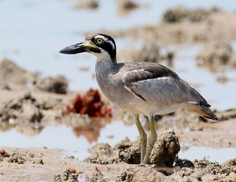 Beach Thick-knee - Hal and Kirsten Snyder