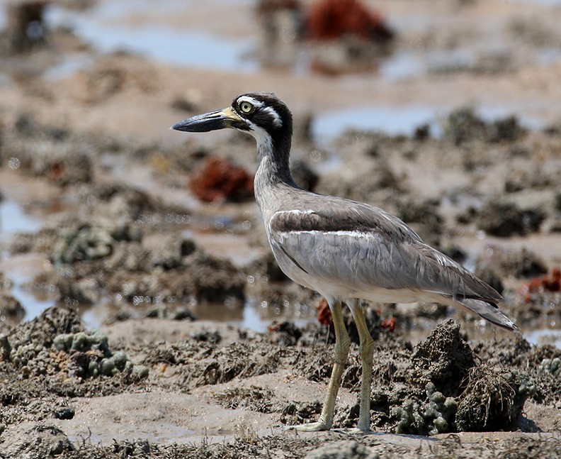 Beach Thick-knee - Hal and Kirsten Snyder