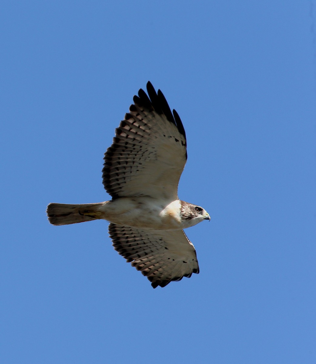 Short-tailed Hawk - Hal and Kirsten Snyder
