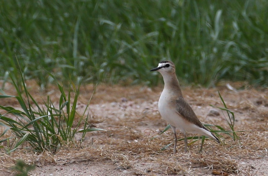 Mountain Plover - Hal and Kirsten Snyder