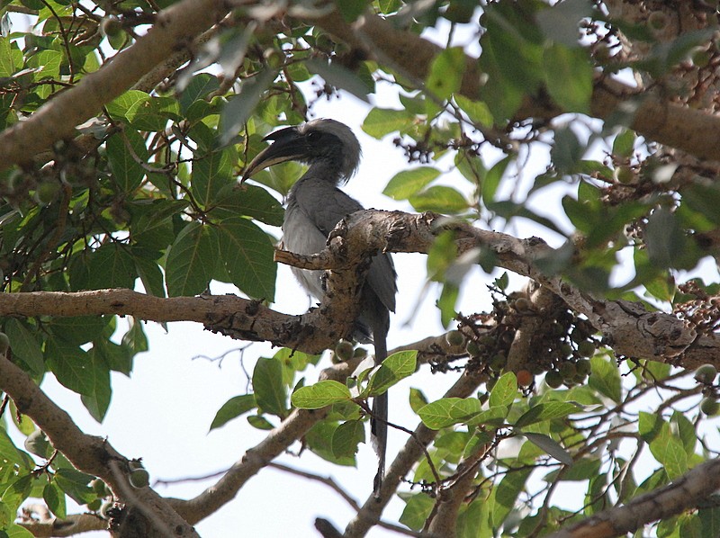 Indian Gray Hornbill - ML204316811