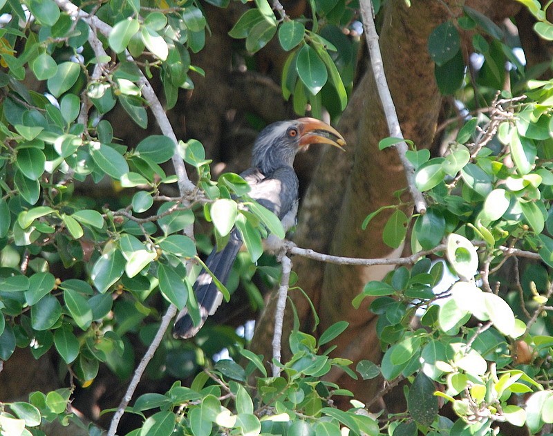 Malabar Gray Hornbill - ML204316821