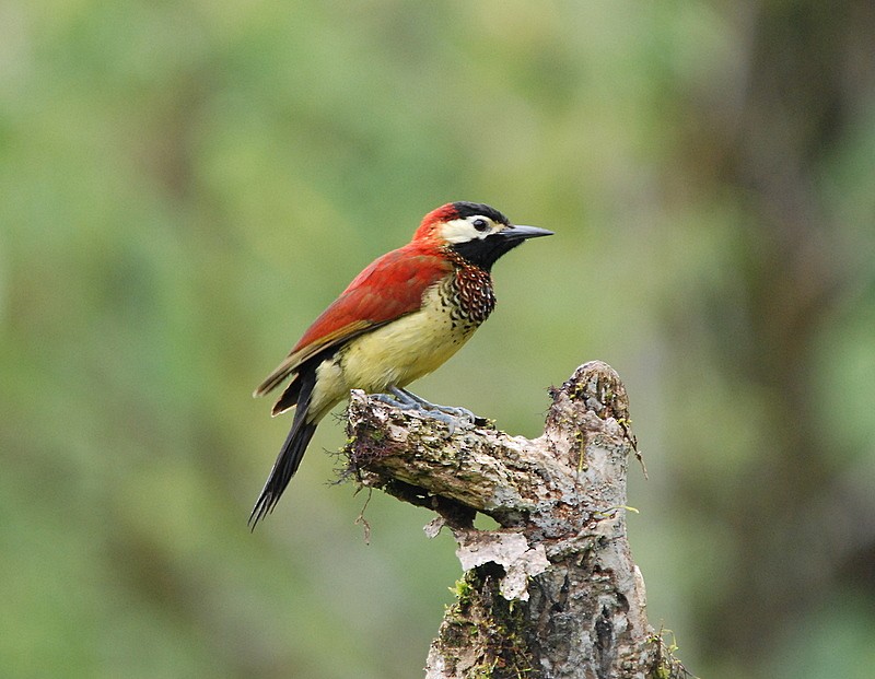 Crimson-mantled Woodpecker (Crimson-mantled) - ML204317321