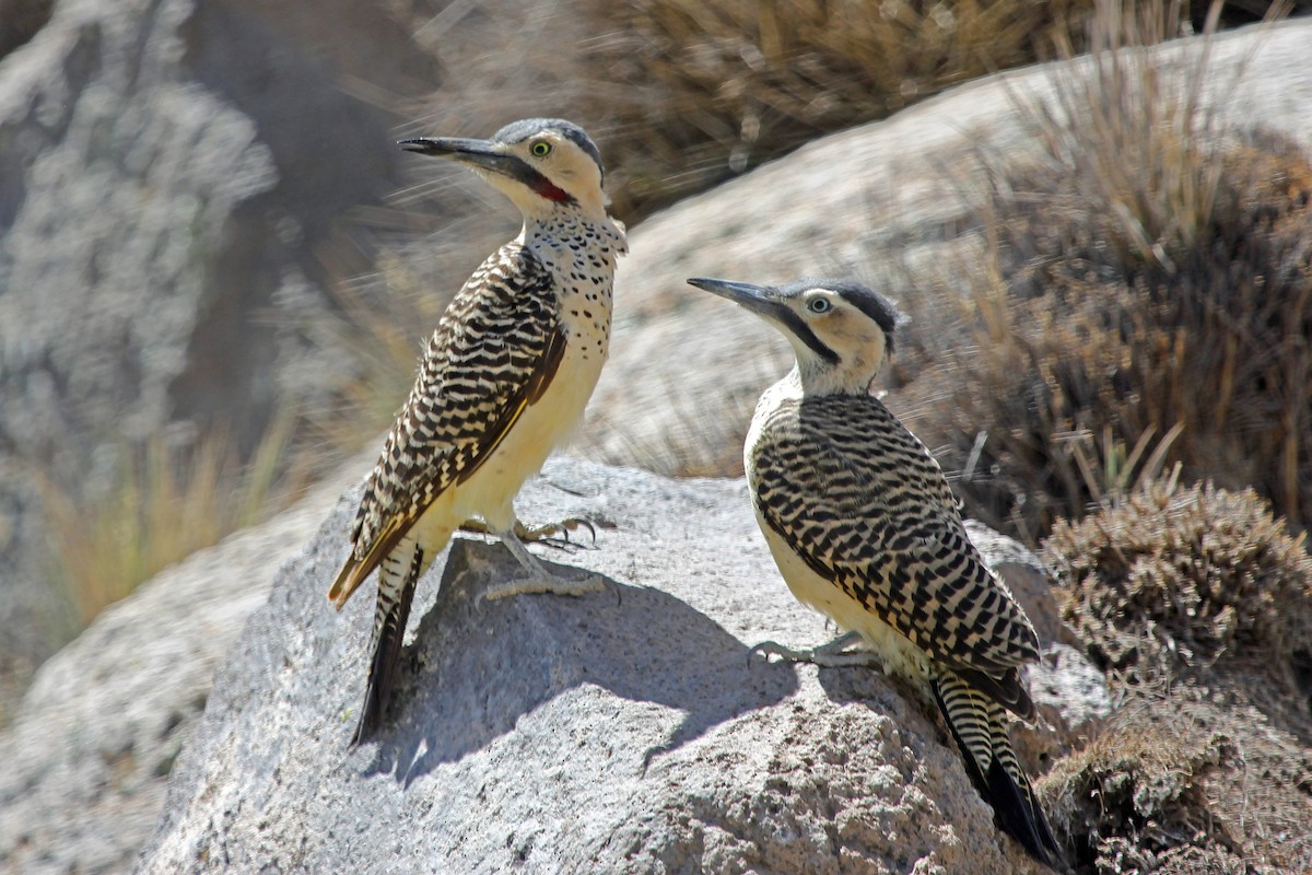 Andean Flicker (Southern) - Greg  Griffith
