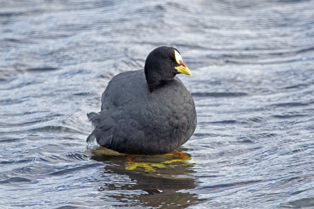 Red-gartered Coot - Greg  Griffith