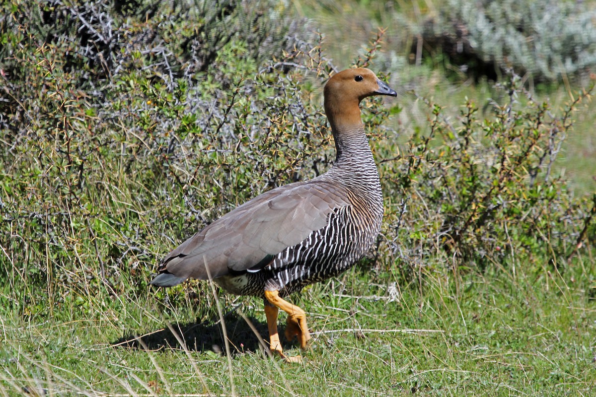Upland Goose - Greg  Griffith