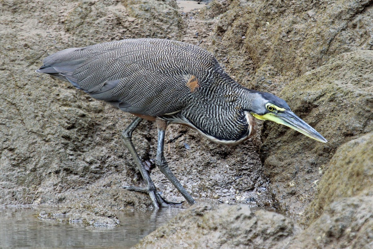 Bare-throated Tiger-Heron - Greg  Griffith