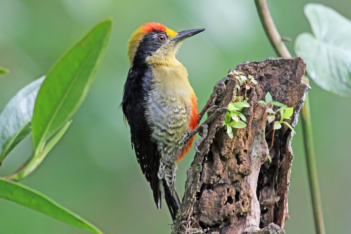 Golden-naped Woodpecker - Greg  Griffith