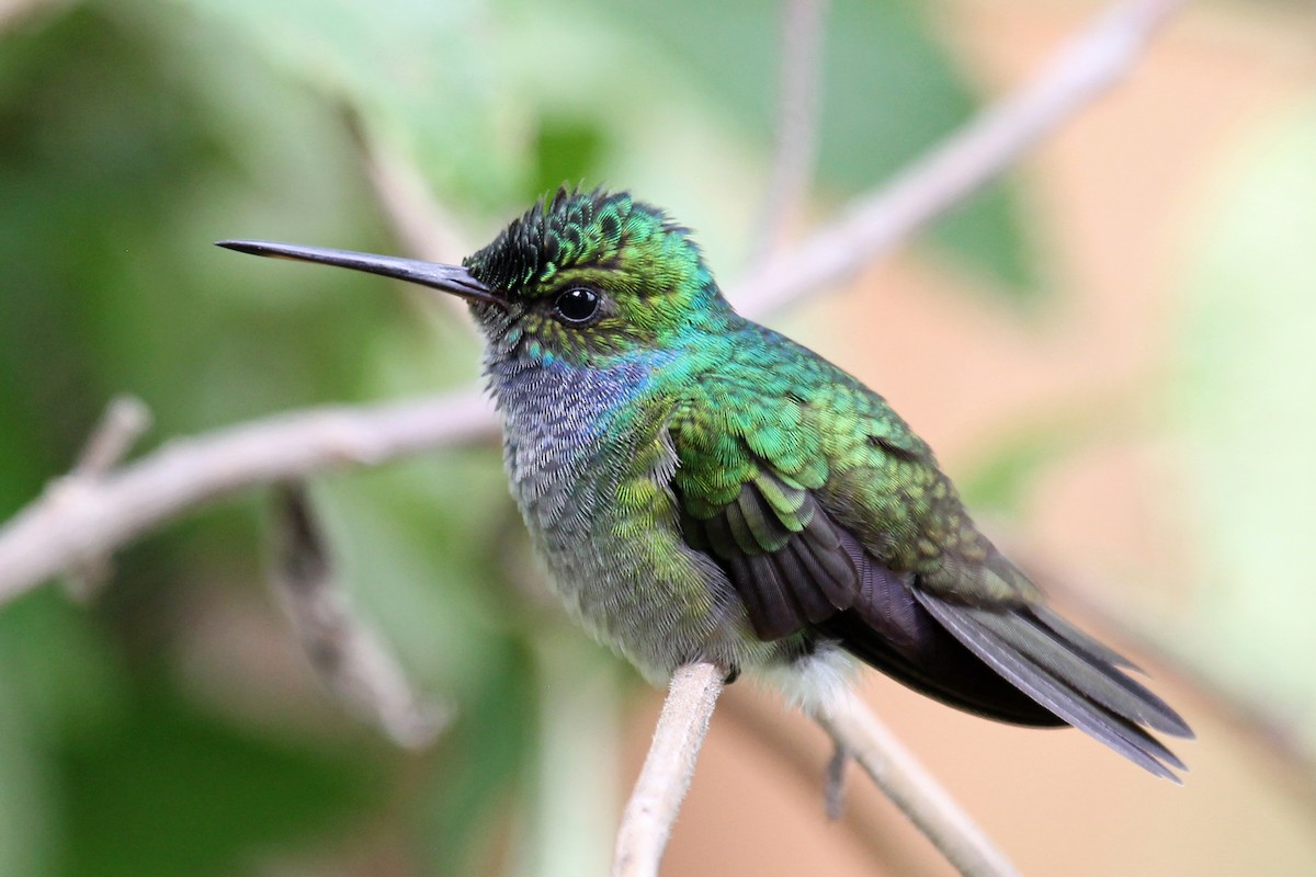 Charming Hummingbird - Greg  Griffith
