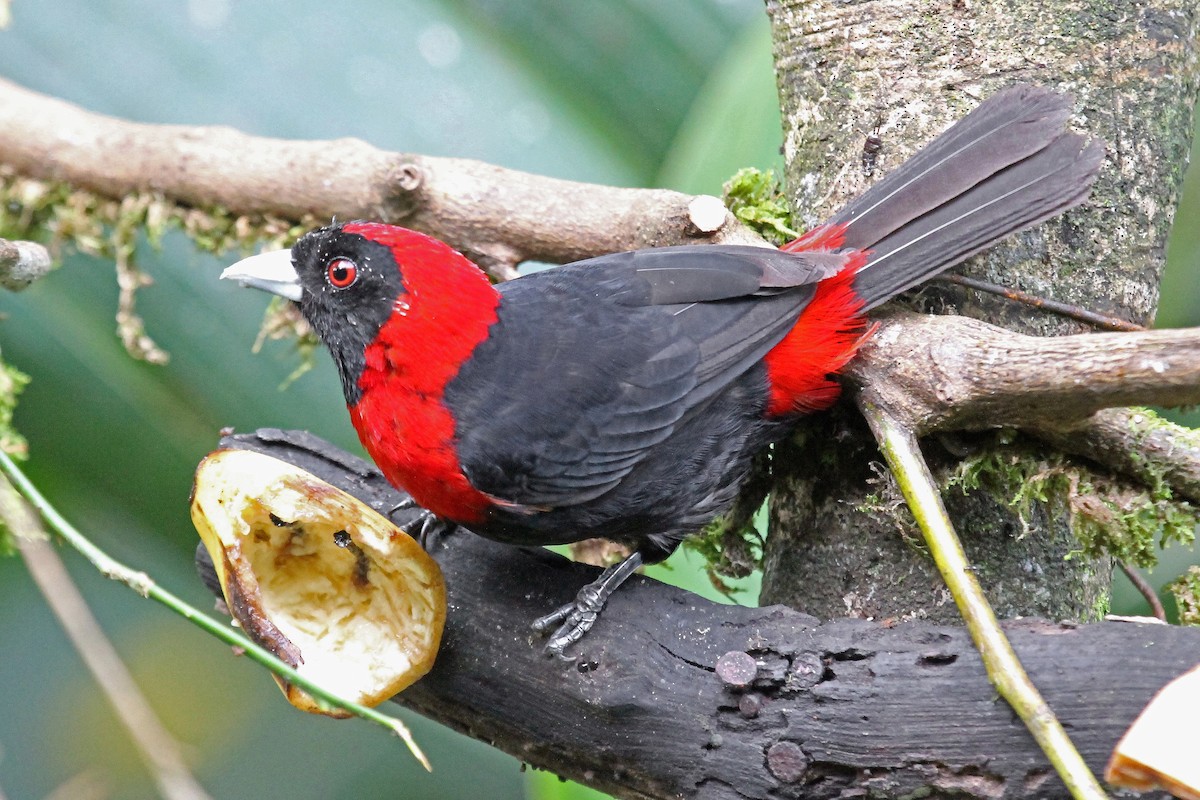 Crimson-collared Tanager - Greg  Griffith